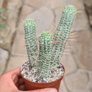Euphorbia submammillaris variegata