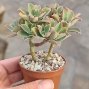 Echeveria australis