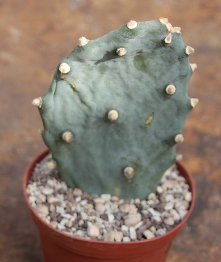 Opuntia quimilo Kakteen Matk