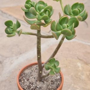 Sedum dendroideum