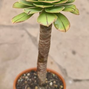 Aeonium holochrysum
