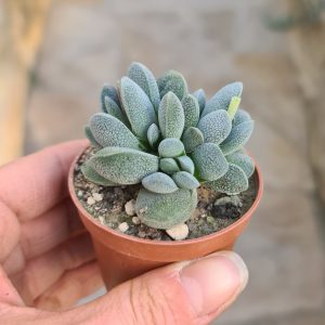 Crassula tecta
