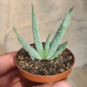 Aloe pictifolia