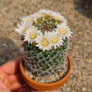 Mammillaria zeilmanniana