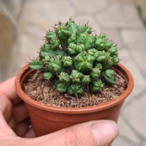 Euphorbia pentagona monstruosa
