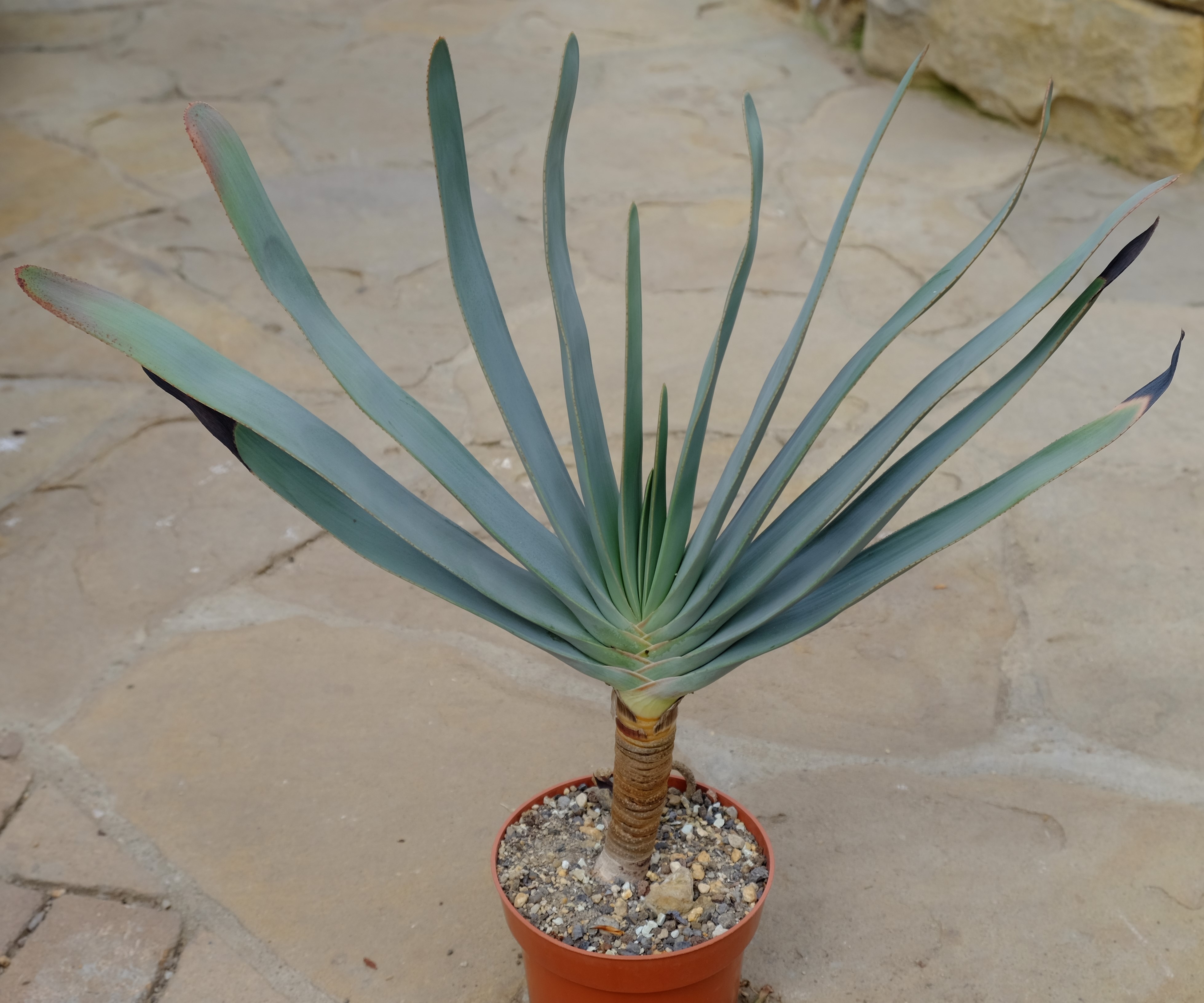 Aloe plicatilis Kakteen Shop