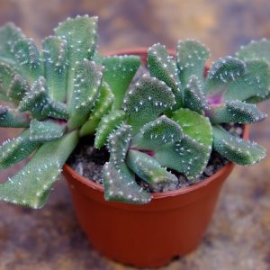 Aloinopsis