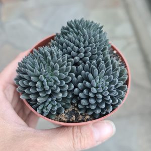 Synocrassula yunnanensis