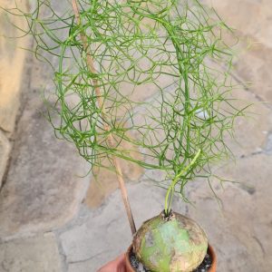 Bowiea volubilis 'Riesenzwiebel'