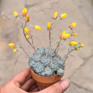 Echeveria setosa var. minor