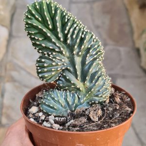 Stenocereus marginatus cristata