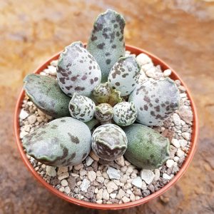 Adromischus festivus