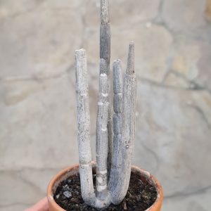 Ceropegia fusca