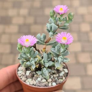 Oscularia deltoides