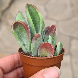 Kalanchoe luciae cv. Oricula