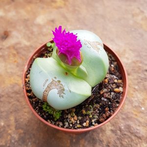 Argyroderma