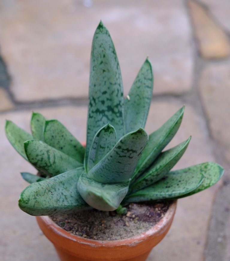 Gasteria acinacifolia