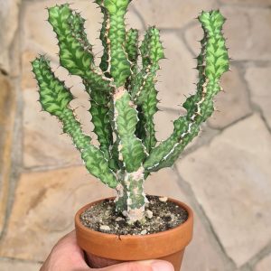 Euphorbia pseudocactus