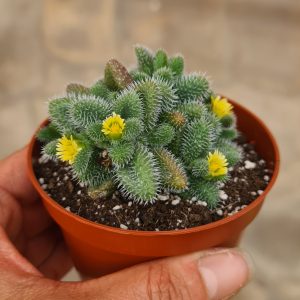 Delosperma echinatum