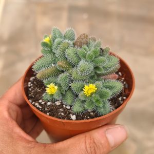 Delosperma echinatum