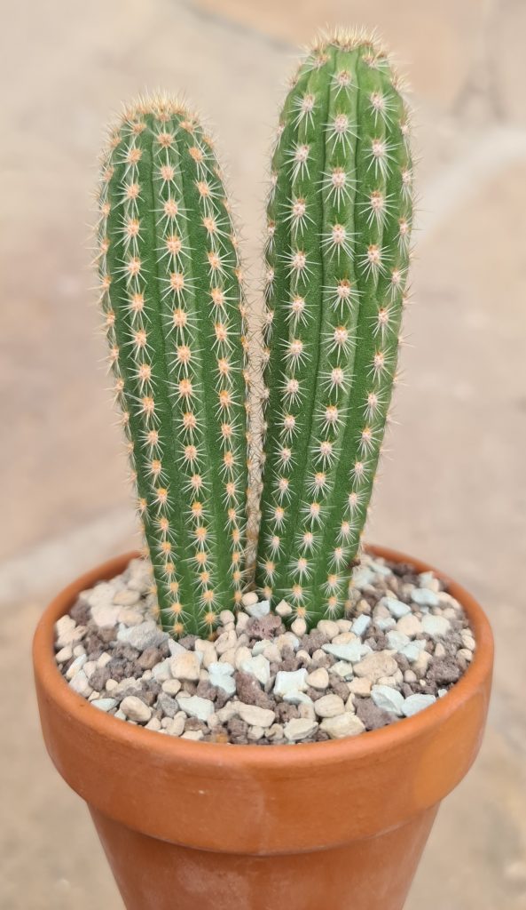 Cleistocactus baumannii