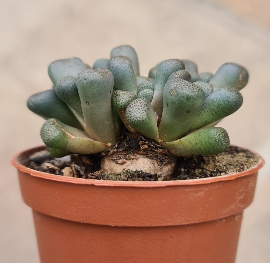 Aloinopsis schooneesii