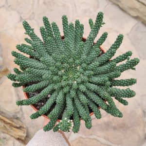 Euphorbia esculenta