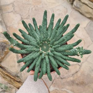 Euphorbia esculenta