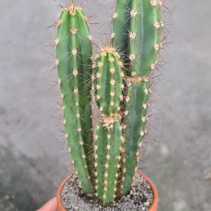 Neocardenasia herzogiana