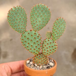 Opuntia microdasys rufida