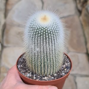 Notocactus leninghausii cv. albispina