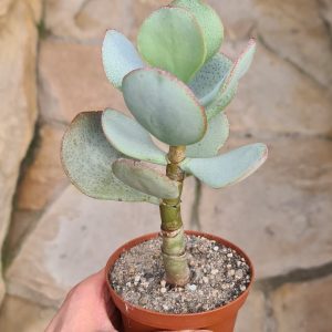 Crassula arborescens