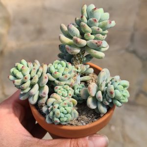 Sedum spathulifolium