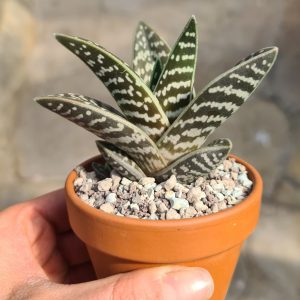 Aloe variegata