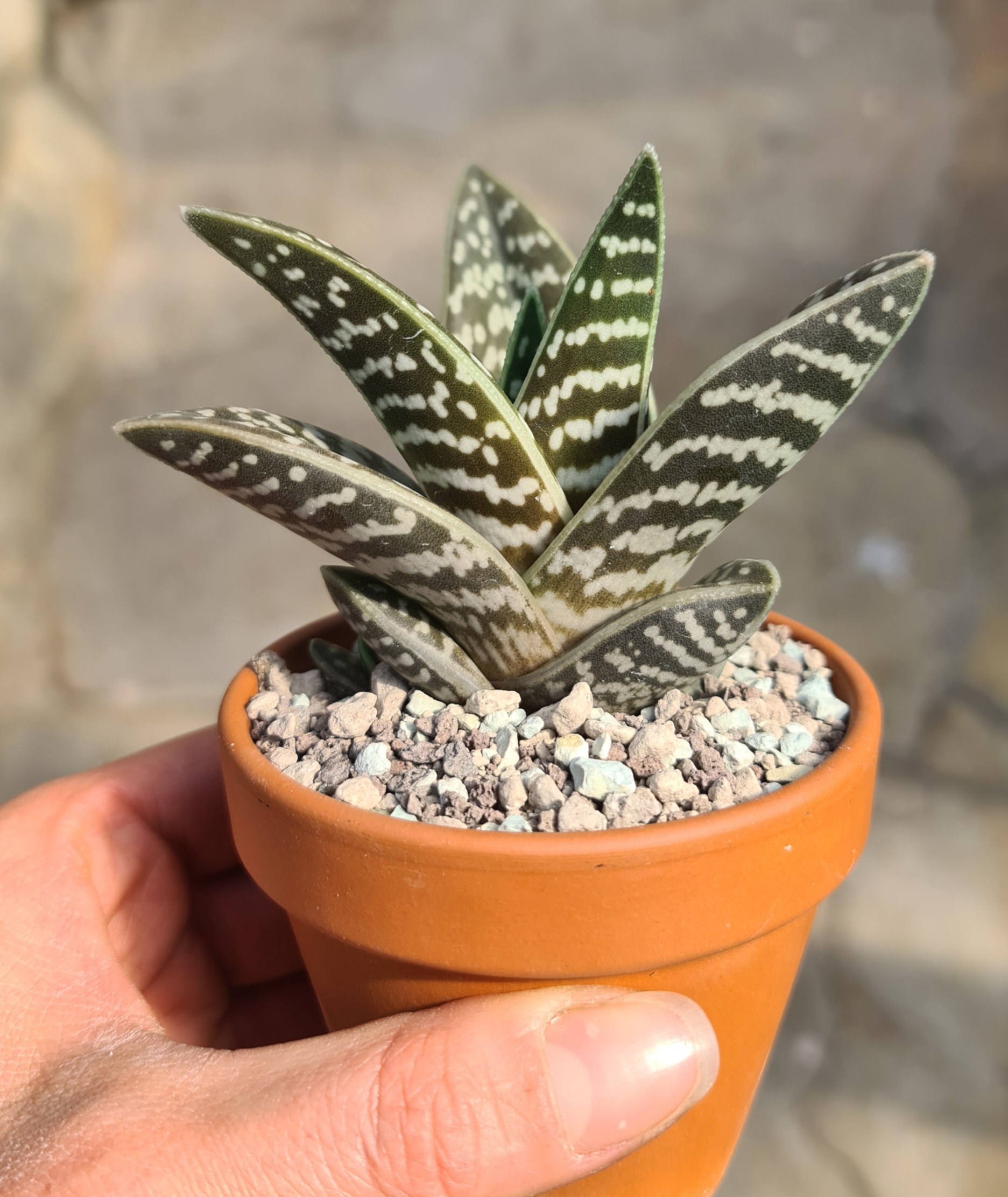 Aloe variegata