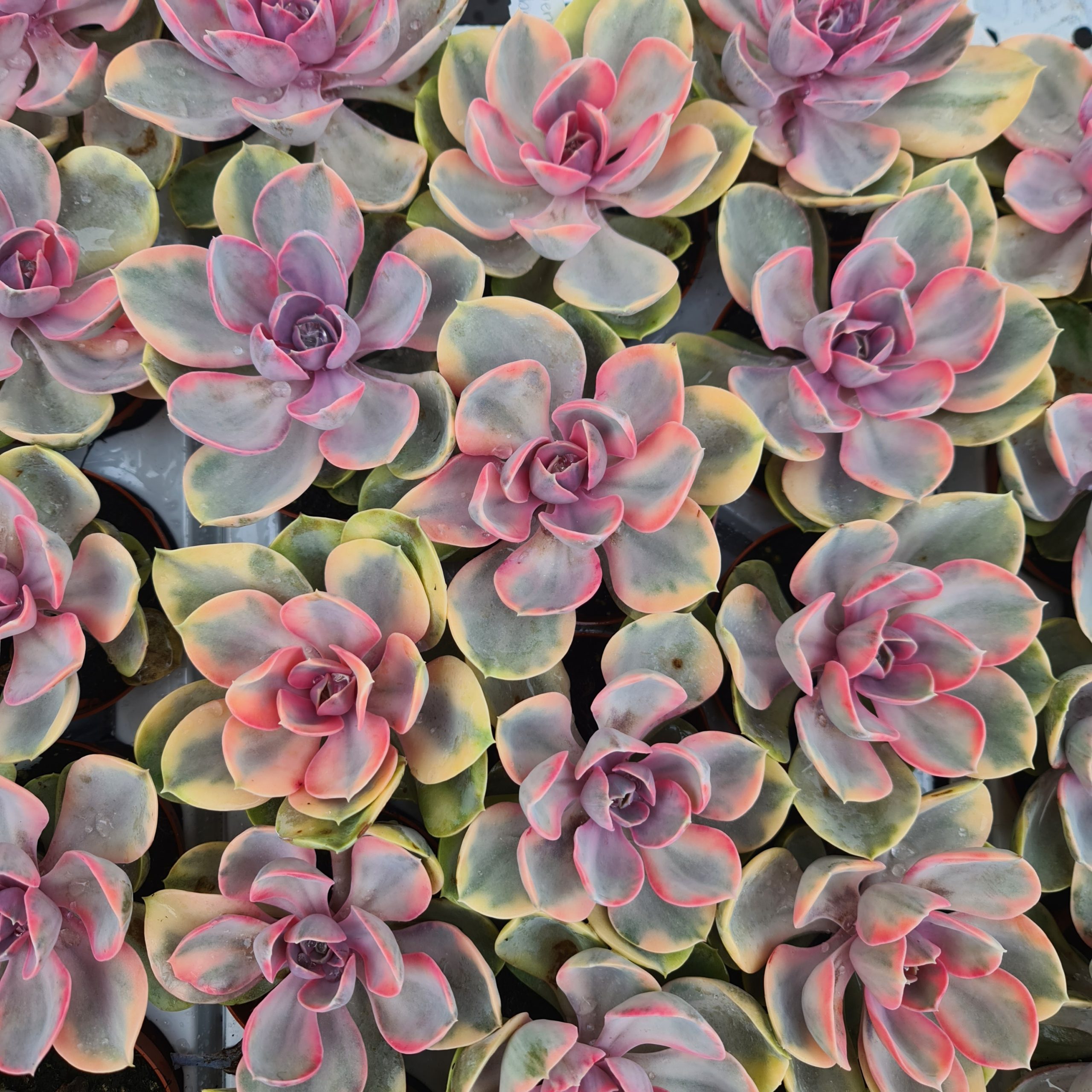 Echeveria 'Rainbow'
