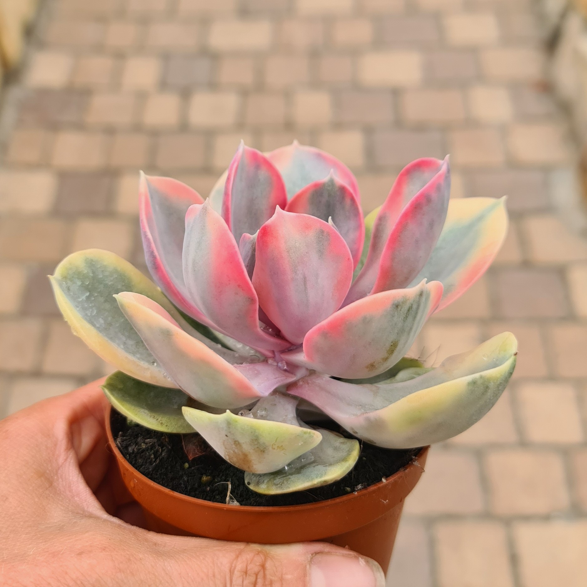 Echeveria 'Rainbow'