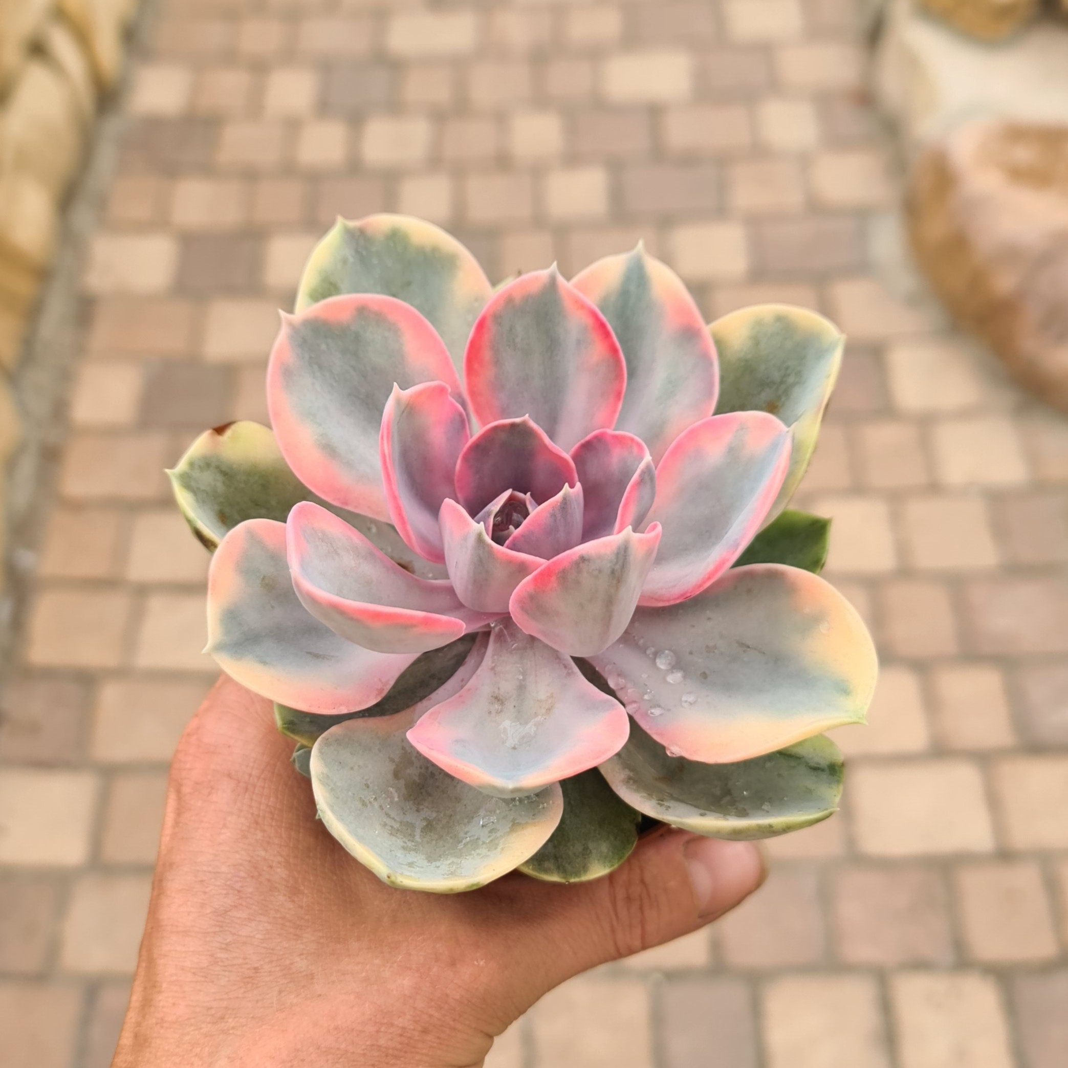 Echeveria 'Rainbow'