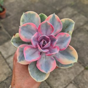 Echeveria 'Rainbow'