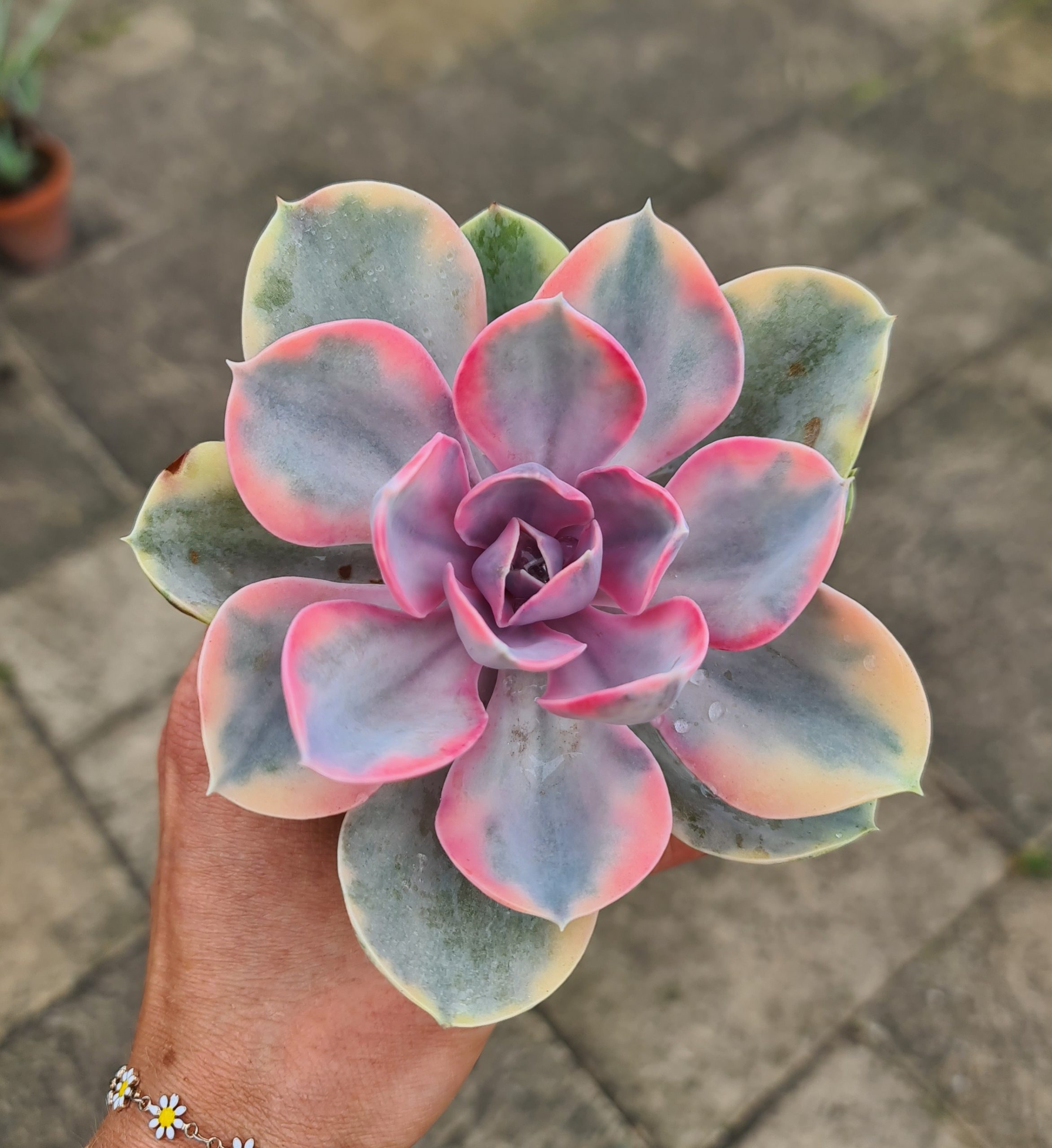 Echeveria 'Rainbow'