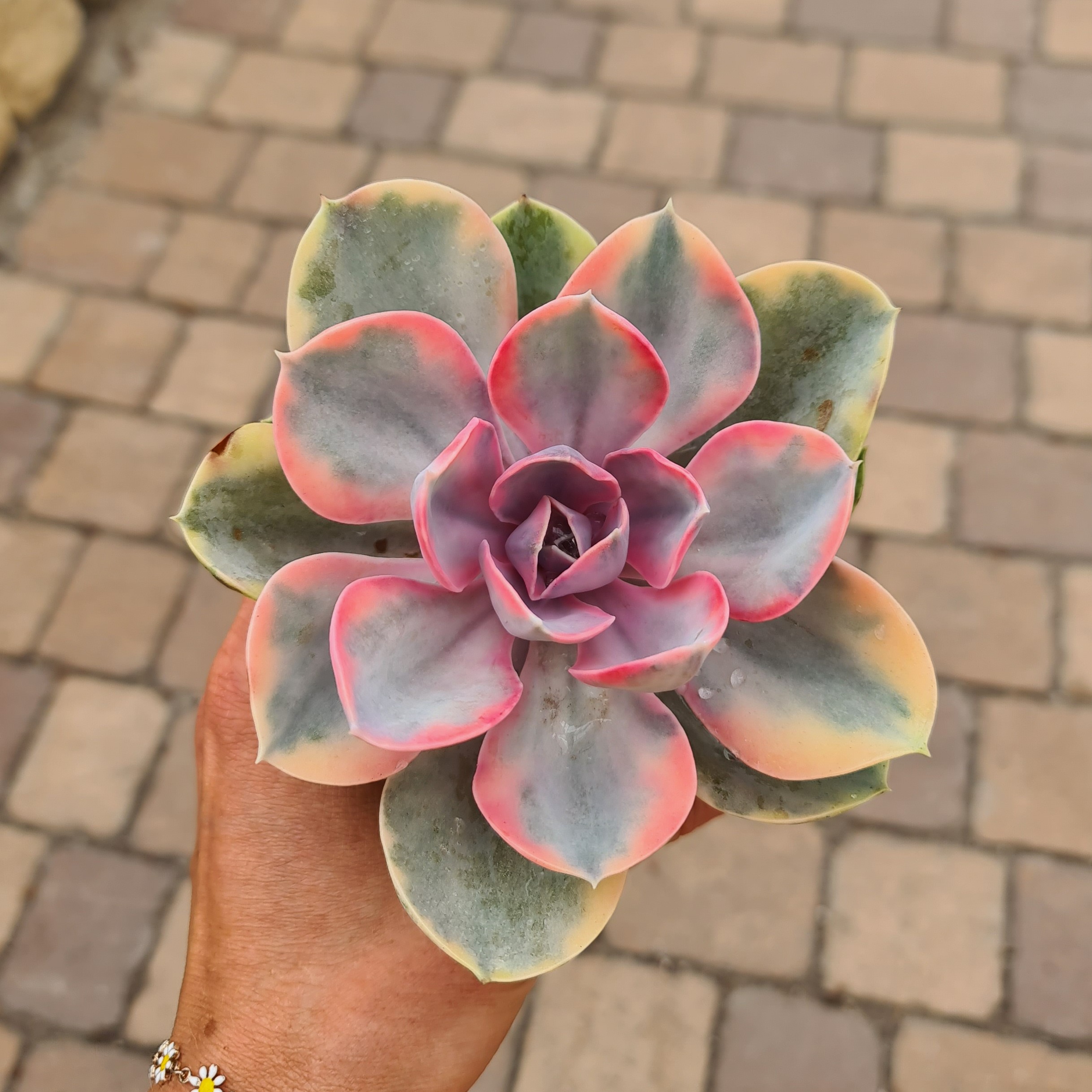 Echeveria 'Rainbow'