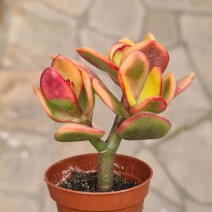 Crassula portulacea tricolor