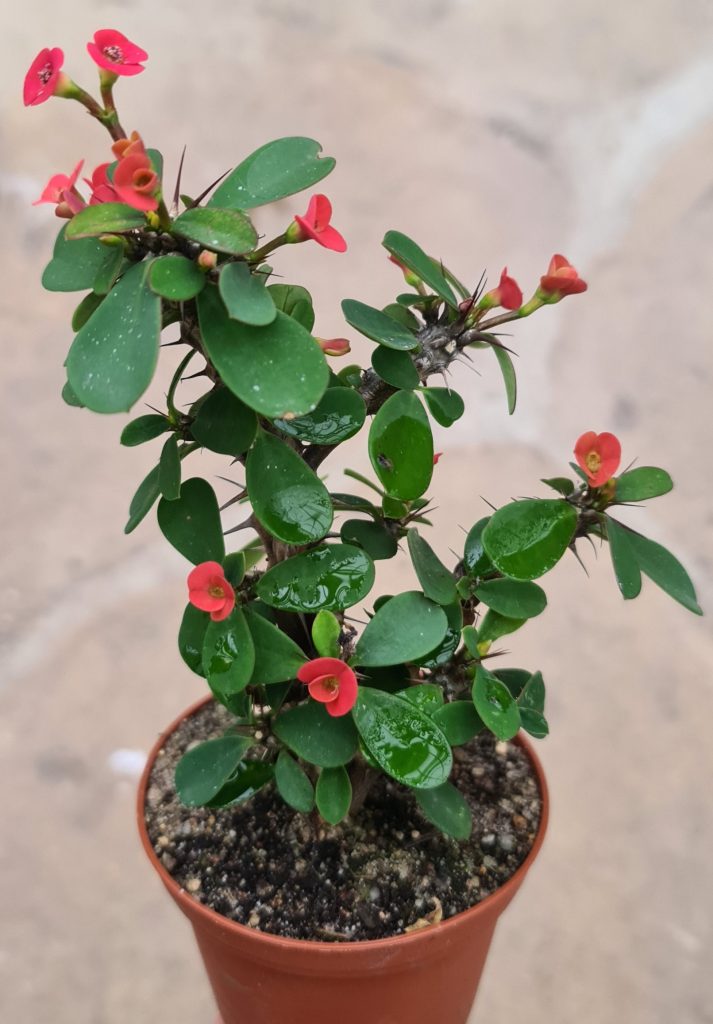 Euphorbia milii