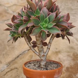 Aeonium leucoblepharum