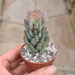 Sedum morganianum hybrid