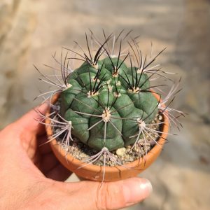 Gymnocalycium saglionis