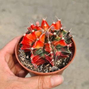 Gymnocalycium mihanovichii 'Koi'