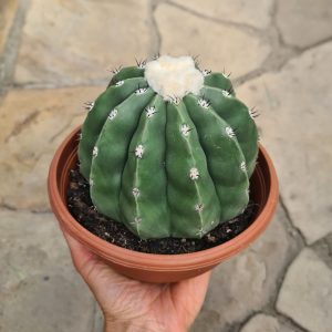 Melocactus maxonii inermis