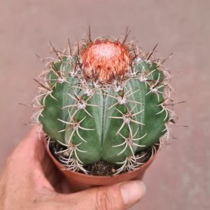 Melocactus matanzanus