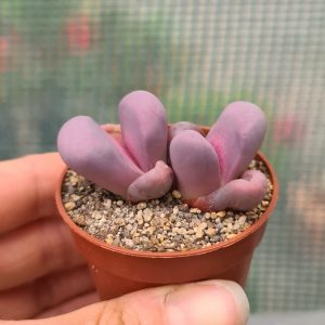 Lithops meyeri rubra